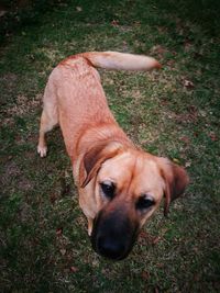 Dog on grass