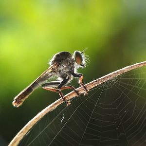 Robber in the spider webb