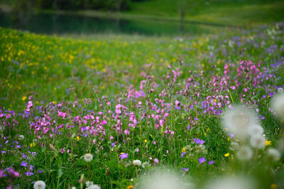 Purple flowering plants on field