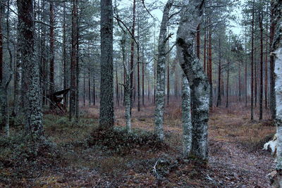 View of trees in the forest