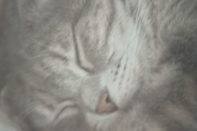 Close-up of cat sleeping