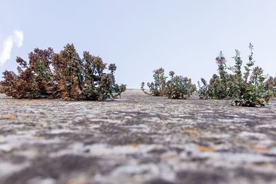 Surface level of footpath amidst trees against clear sky