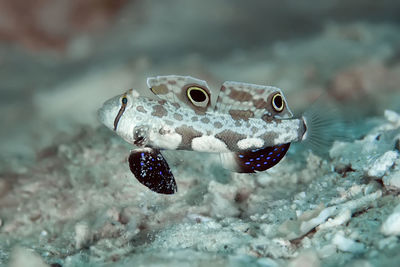 Close-up of fish swimming in sea