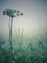 Close-up of plant growing on field