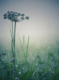 Close-up of plant growing on foggy field after rain