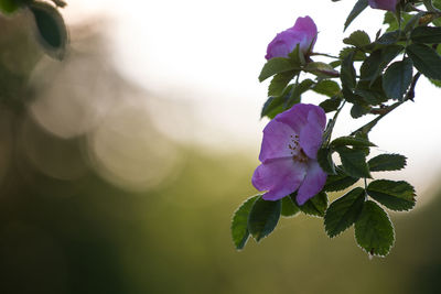 Close-up of purple flowers blooming outdoors