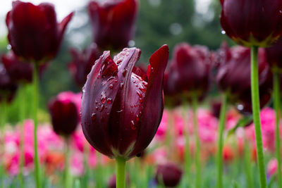 Close-up of maroon tulips during rainy season