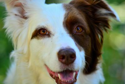 Close-up portrait of dog