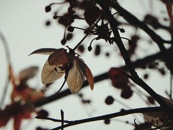 Close-up of grasshopper