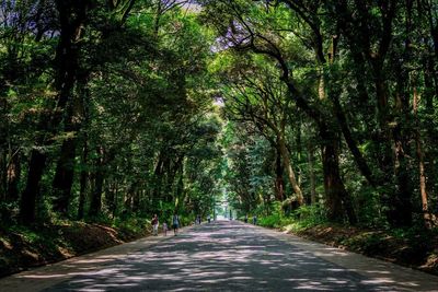 Empty road amidst trees in forest