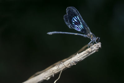 Close-up of butterfly on flower