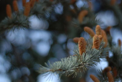 Close-up of pine tree