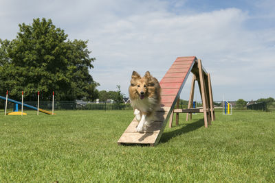 Shetland sheepdog running of a dog walk on a agility course