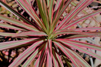 Full frame shot of plant