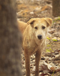 Portrait of dog standing on field