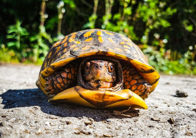 Close-up portrait of turtle