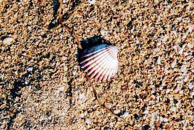 Close-up of seashell on beach