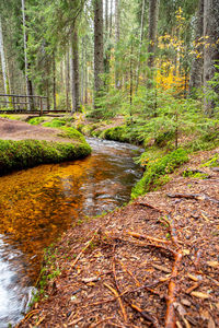 Stream flowing amidst trees in forest