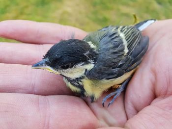 Close-up of a hand holding a bird