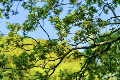 Low angle view of tree against sky