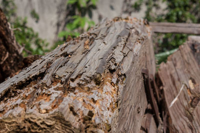 Close-up of tree trunk in forest