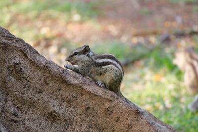 Side view of squirrel sitting on tree