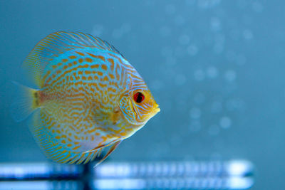 Close-up of fish swimming in sea