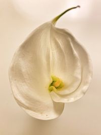 Close-up of white rose flower