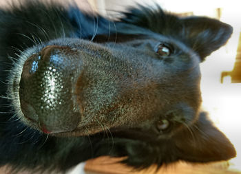 Close-up portrait of cat