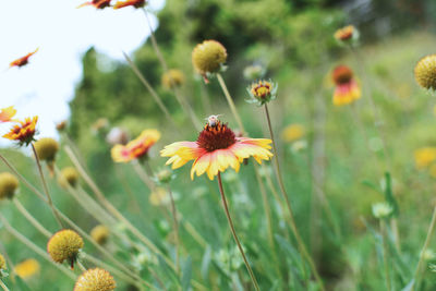 Close-up of yellow flowering plants