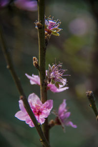 Close-up of pink flowering plant