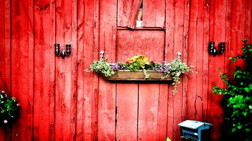 Close-up of plant against red door