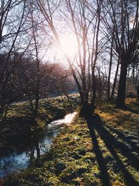 Sun shining through trees