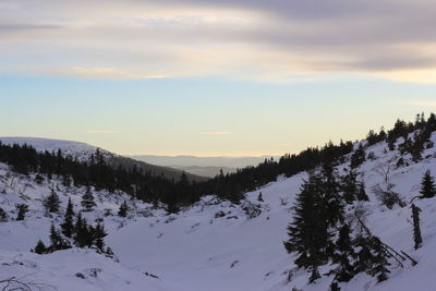 Scenic view of forest against sky during winter