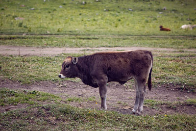 Summer road in the mountains with walking cows in the caucasus