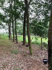 Trees on field in forest