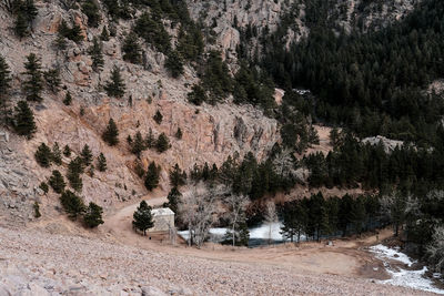 View of pine trees in forest during winter