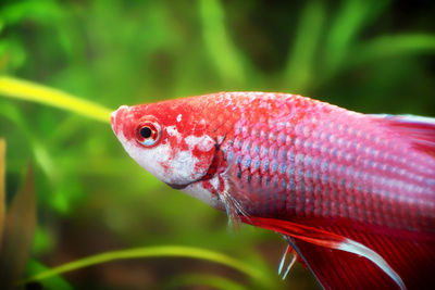 Close-up of koi carps swimming in aquarium