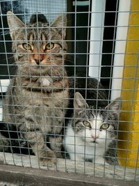 Portrait of cat in cage