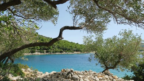 Scenic view of lake against trees in forest