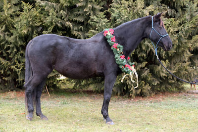 Horse standing on field