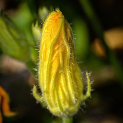 Close-up of yellow flowering plant