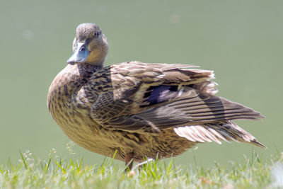 Close-up of duck