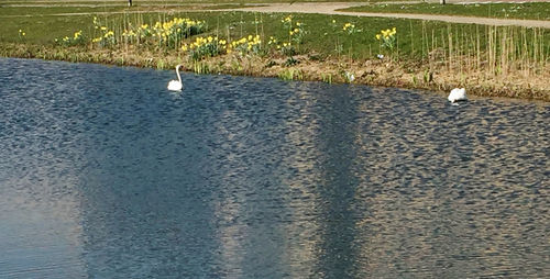 Seagulls on a lake