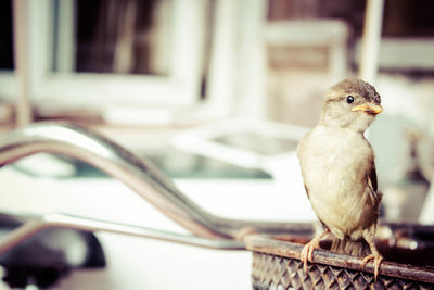 Close-up of bird perching