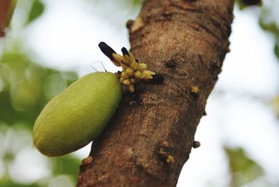 Close-up of butterfly on tree trunk