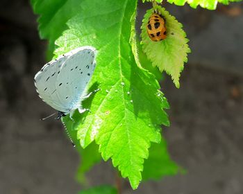 Close-up of butterfly on leaf
