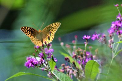 Close-up of butterfly pollinating on flower