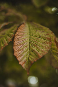 Close-up of leaves during autumn