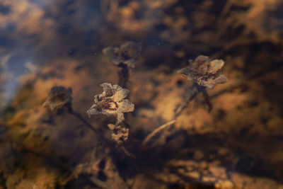 Close-up of wilted plant during winter